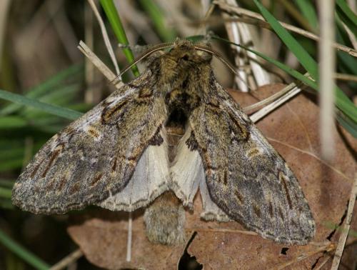 Peridea anceps